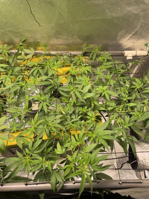 Dwc VelvetRun. Week 7