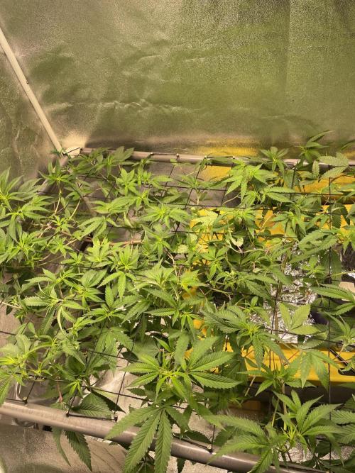 Dwc VelvetRun. Week 7