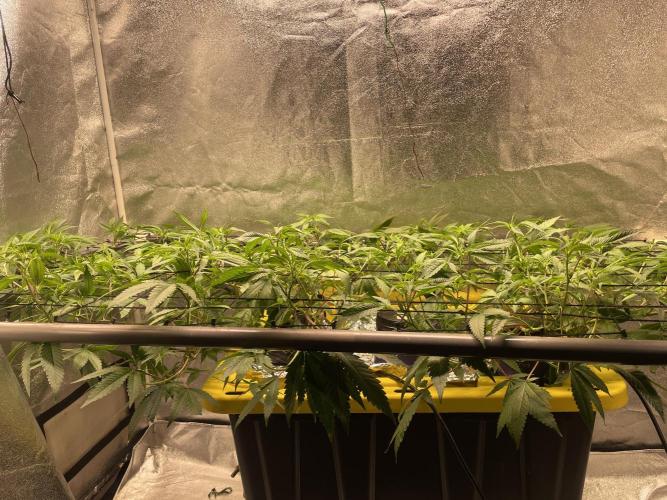 Dwc VelvetRun. Week 7