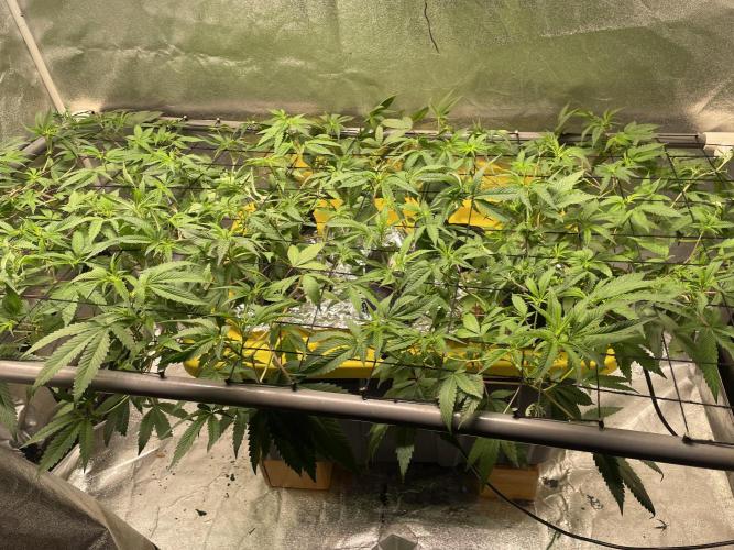 Velvet Moon. Week 7