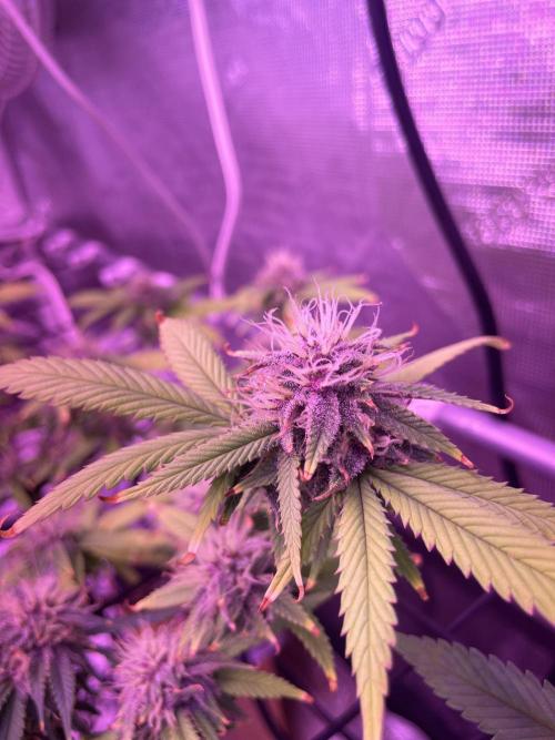 SweetSeeds Run (BM. Week 10
