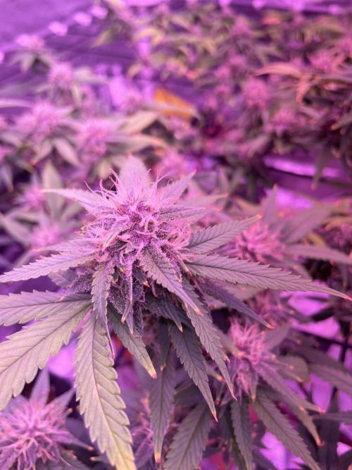 SweetSeeds Run (BM. Week 10