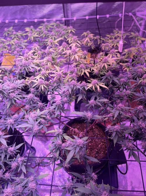 SweetSeeds Run (BM. Week 10