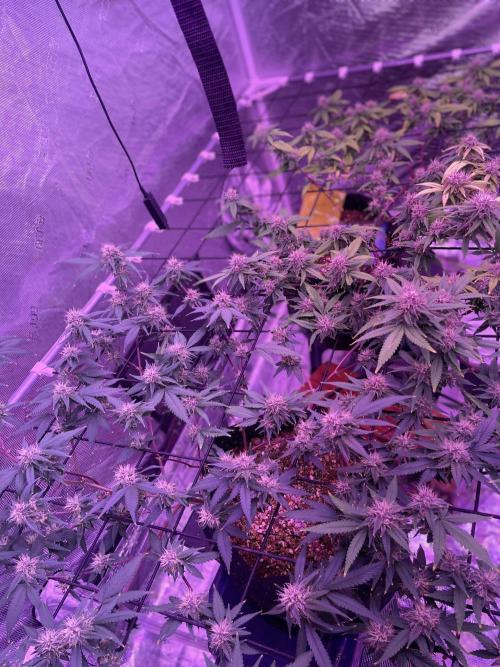 Black Muffin F1 Fast Version. Week 10