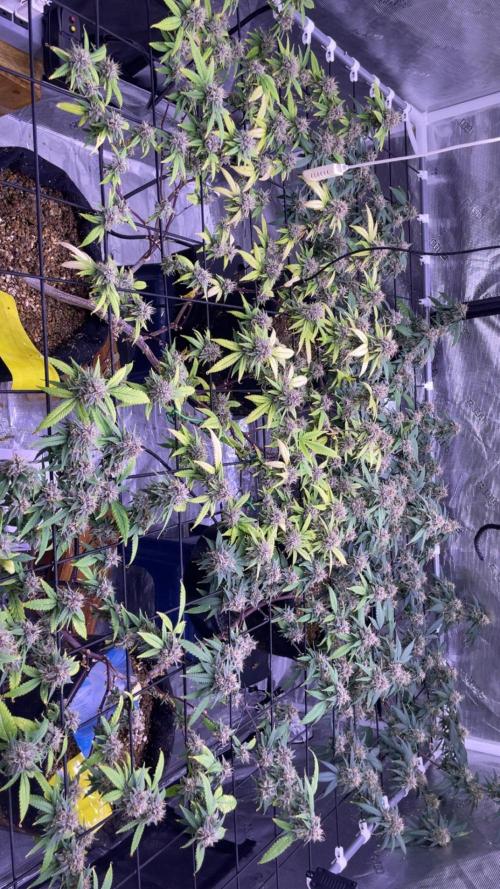 SweetSeeds Run (BM. Week 11