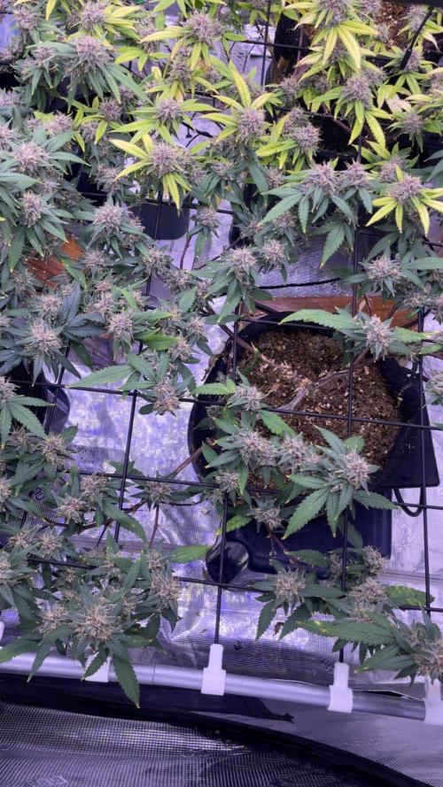 SweetSeeds Run (BM. Week 11