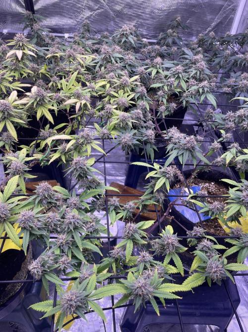 SweetSeeds Run (BM. Week 11