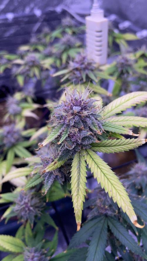 SweetSeeds Run (BM. Week 11