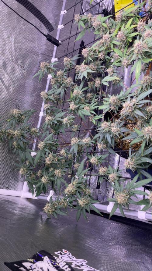 Black Muffin F1 Fast Version. Week 11
