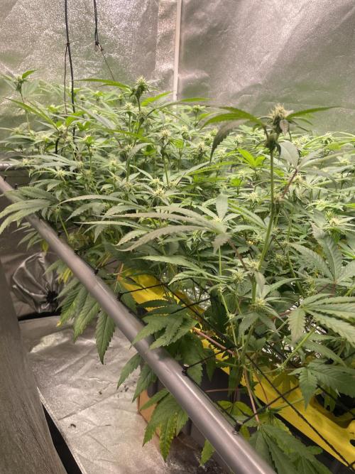 Dwc VelvetRun. Week 8