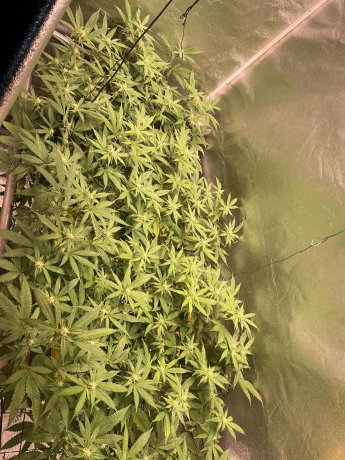 Velvet Moon. Week 8