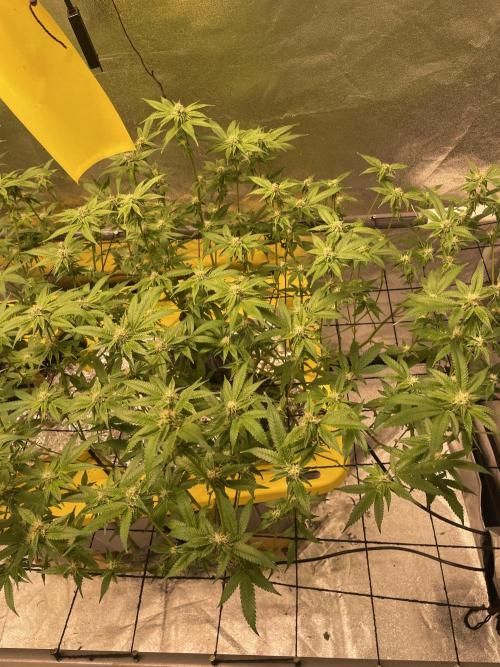 Dwc VelvetRun. Week 9