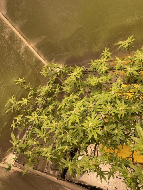 Dwc VelvetRun. Week 9