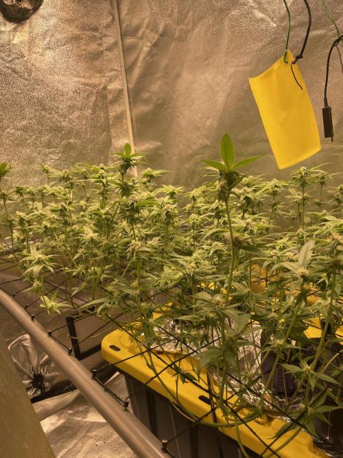 Dwc VelvetRun. Week 9