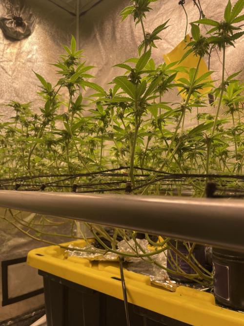 Velvet Moon. Week 9