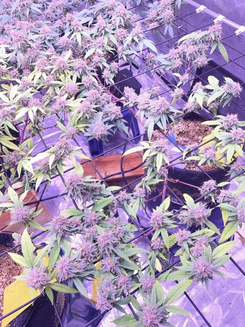 SweetSeeds Run (BM. Week 12
