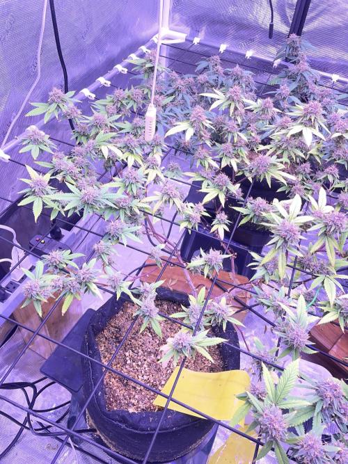 SweetSeeds Run (BM. Week 12
