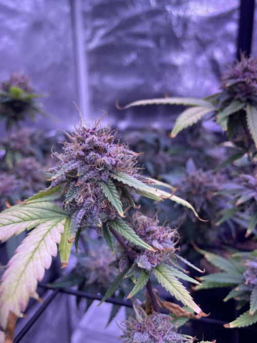 SweetSeeds Run (BM. Week 12