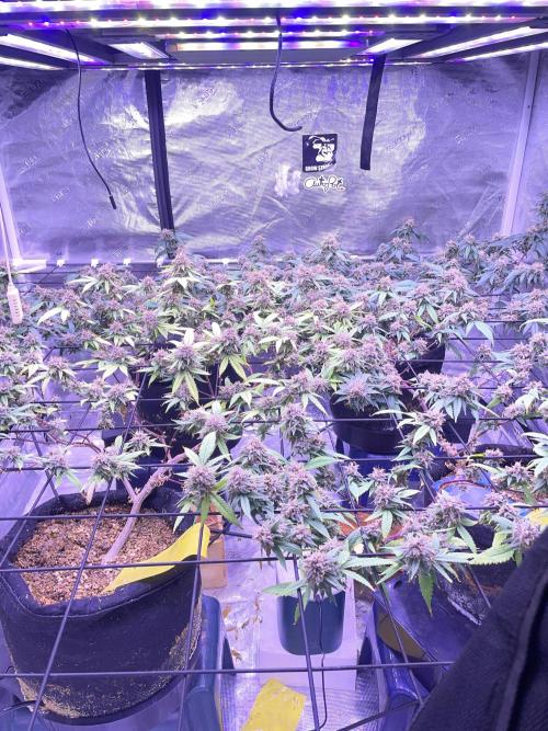 Black Muffin F1 Fast Version. Week 12