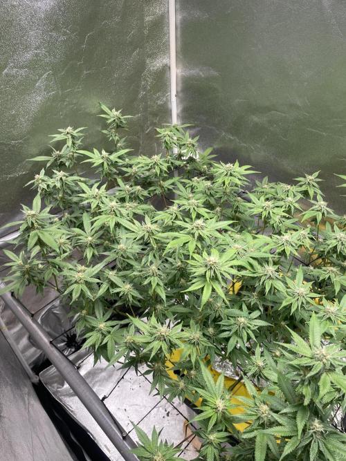 Dwc VelvetRun. Week 10