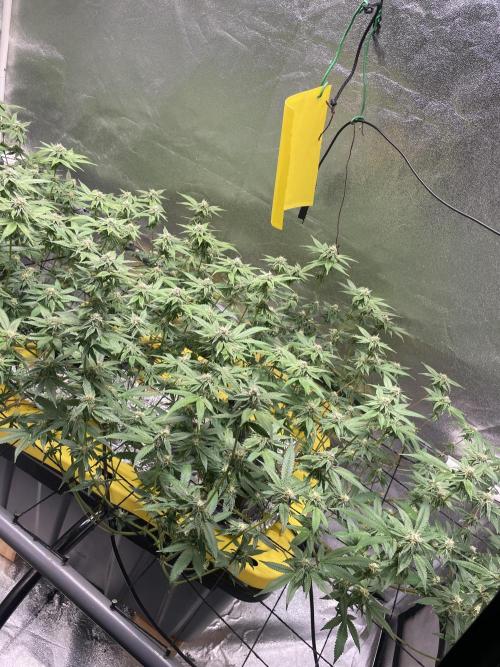 Dwc VelvetRun. Week 10