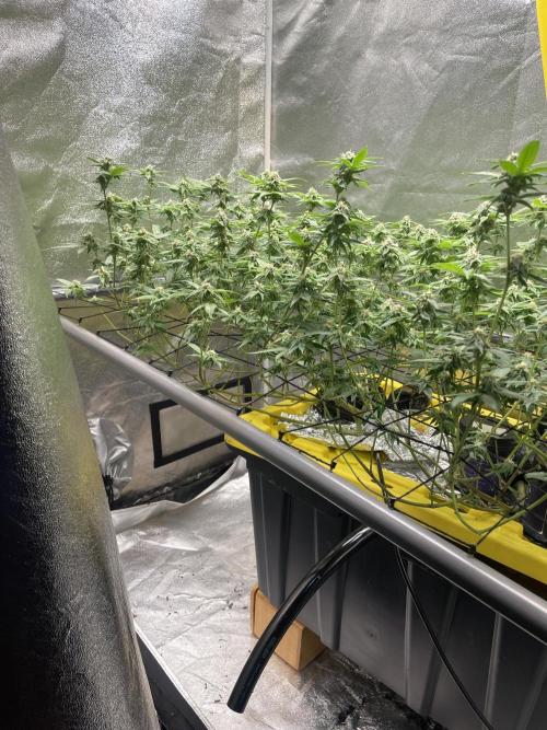 Velvet Moon. Week 10