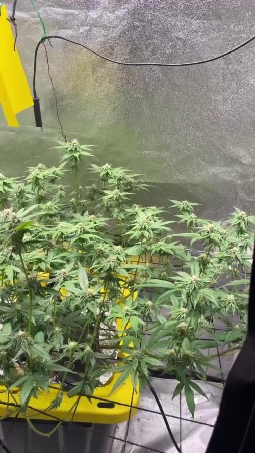 Dwc VelvetRun