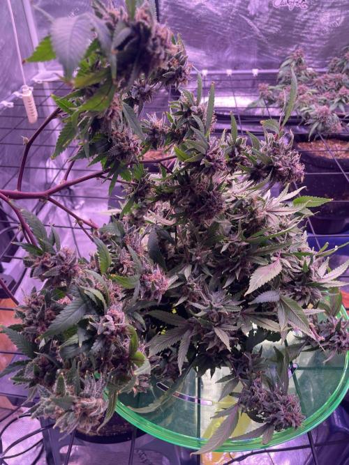 SweetSeeds Run (BM. Week 13