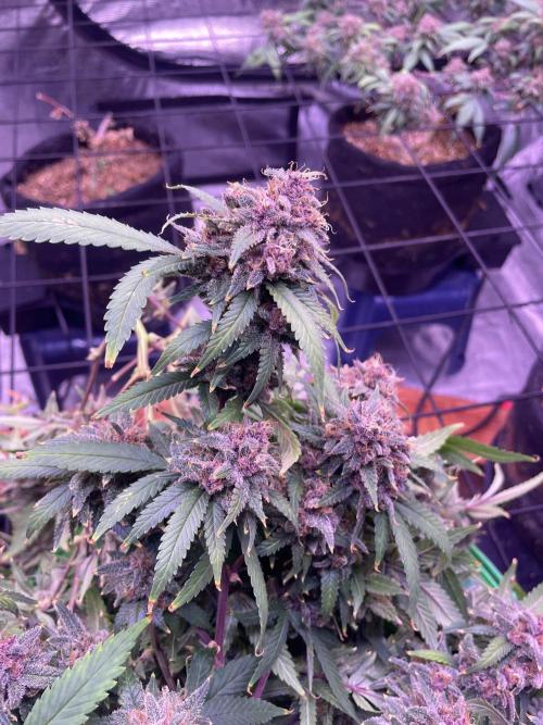 SweetSeeds Run (BM. Week 13