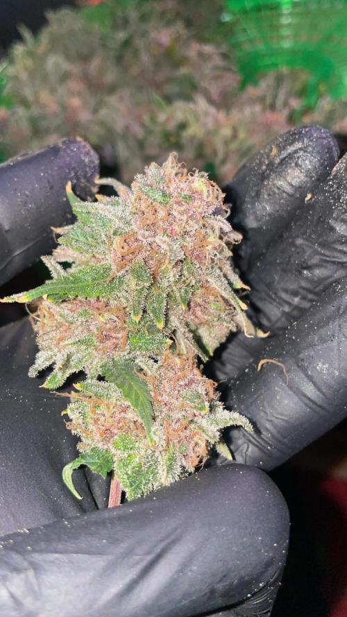 SweetSeeds Run (BM. Week 13