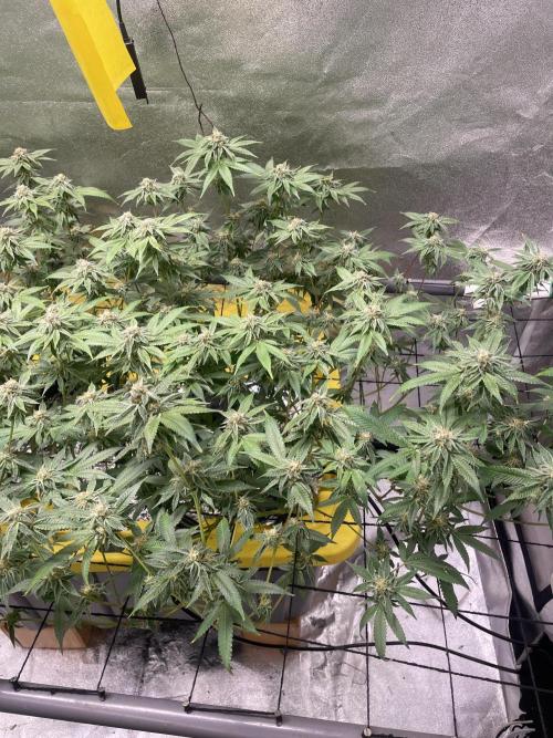 Dwc VelvetRun. Week 11
