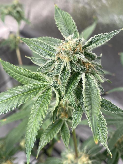 Dwc VelvetRun. Week 11