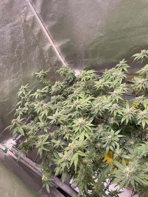 Dwc VelvetRun. Week 11