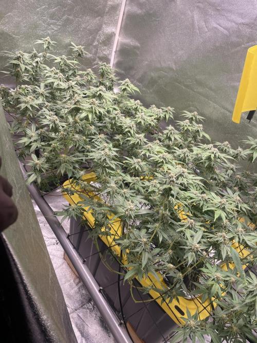 Dwc VelvetRun. Week 11