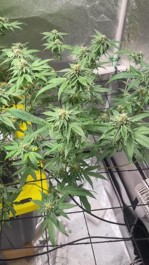 Dwc VelvetRun
