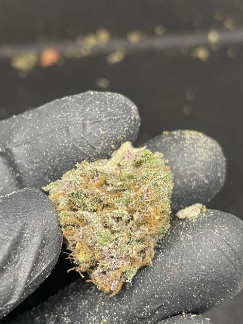 SweetSeeds Run (BM. Week 13