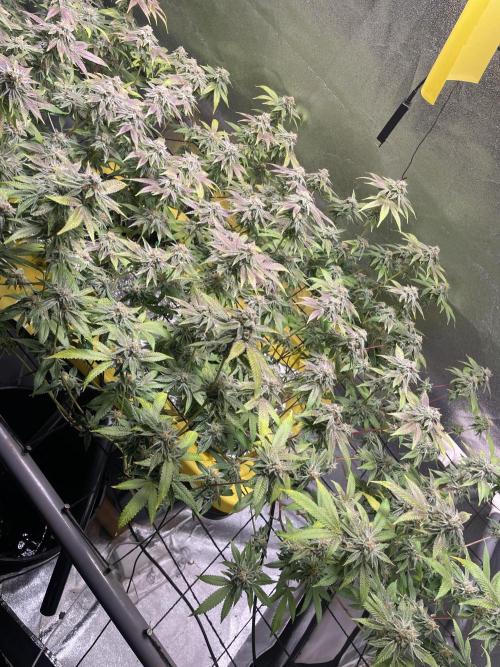 Dwc VelvetRun. Week 12