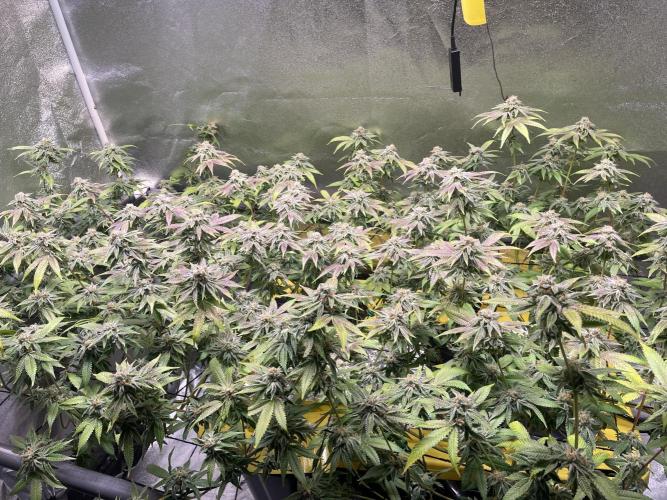 Dwc VelvetRun. Week 12