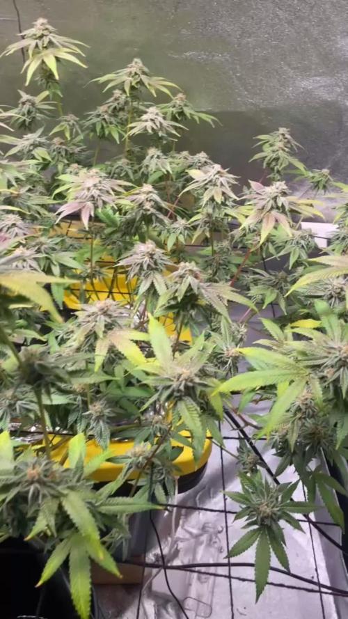 Dwc VelvetRun