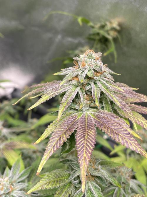 Velvet Moon. Week 12