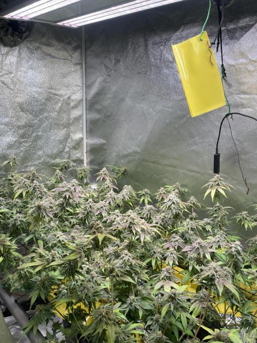 Dwc VelvetRun. Week 13
