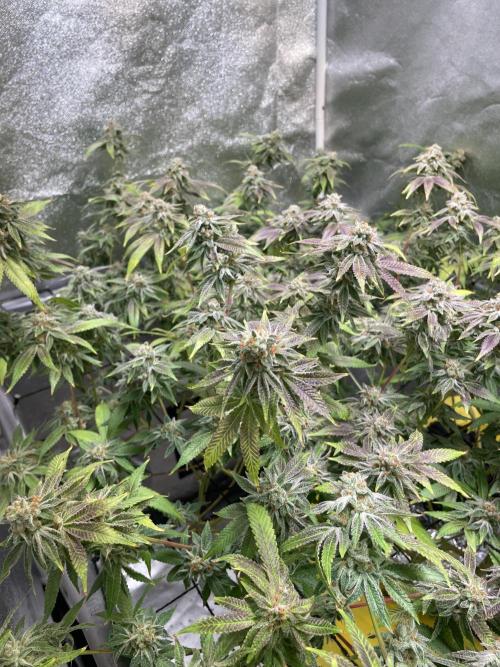 Dwc VelvetRun. Week 13