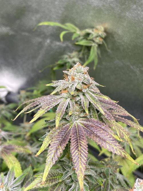 Dwc VelvetRun. Week 13