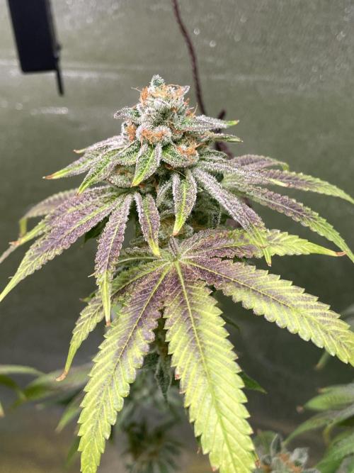Dwc VelvetRun. Week 13