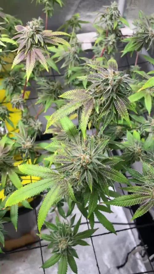 Dwc VelvetRun