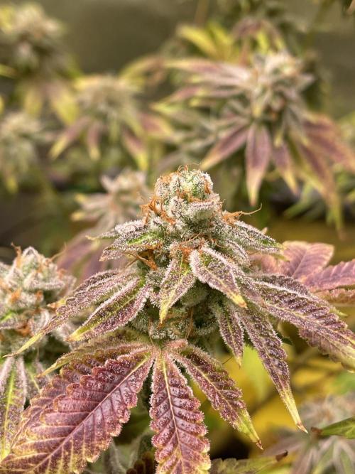 Dwc VelvetRun. Week 14