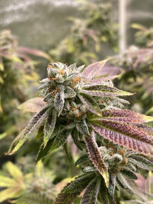 Dwc VelvetRun. Week 14