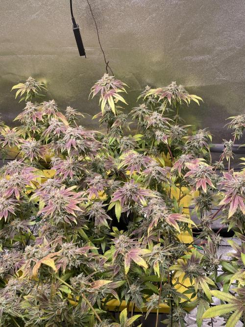 Dwc VelvetRun. Week 14