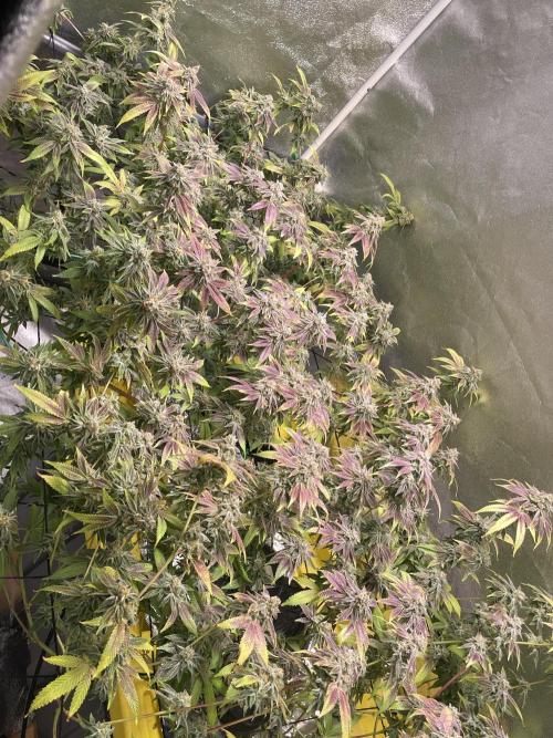 Dwc VelvetRun. Week 14