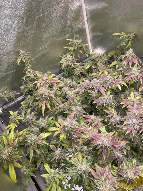 Dwc VelvetRun. Week 14